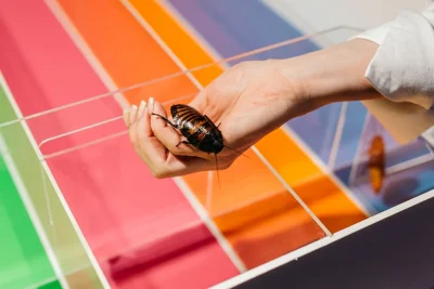 Аттракцион «Тараканьи бега»